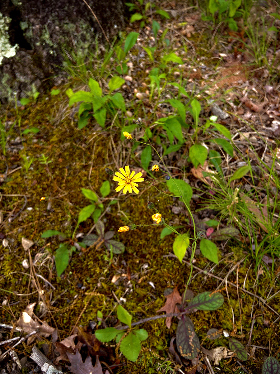 photo of flowers